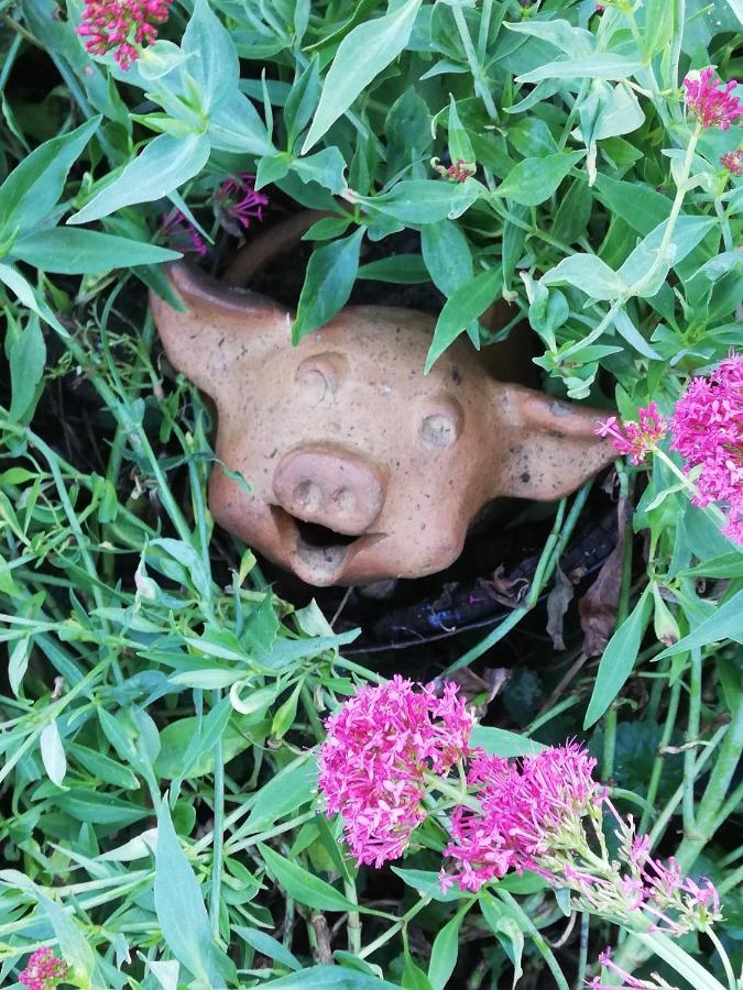 Au Cochon Qui Rit Lägenhet Flines-Les-Mortagne Exteriör bild